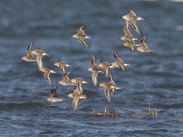 Suosirri, Dunlin, Calidris alpina